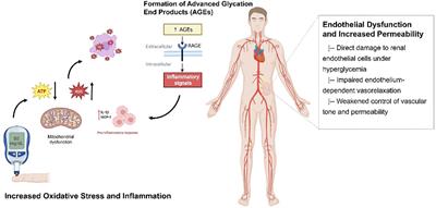 Unveiling the pathogenesis and therapeutic approaches for diabetic nephropathy: insights from panvascular diseases